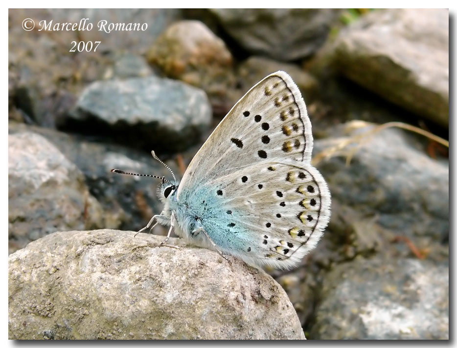 Meglio tardi che mai: Polyommatus escheri (Alpi Marittime)